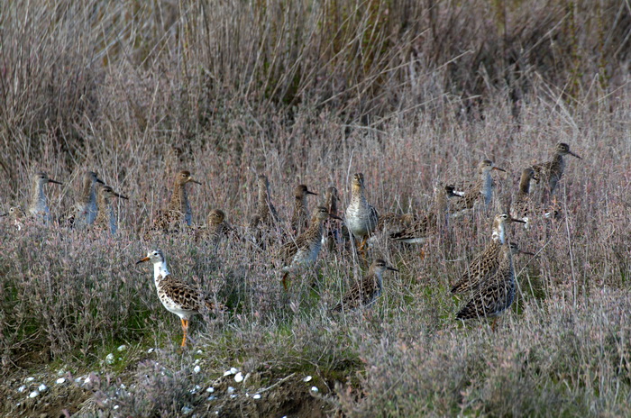 Sono arrivati  i Combattenti
